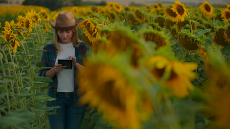 A-female-student-among-tall-sunflowers-writes-down-their-features-on-her-iPad.-She-is-preparing-a-scientific-work-on-botany.